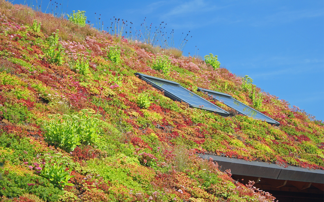 Green Roof Benefits for Sustainable Living